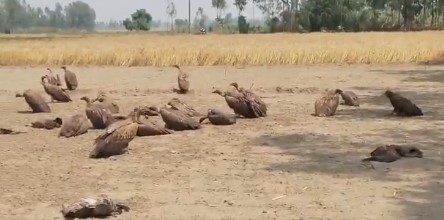 Mysterious Incident in Lakhimpur Kheri: 25 Vultures Die After Consuming Suspected Poisoned Meat